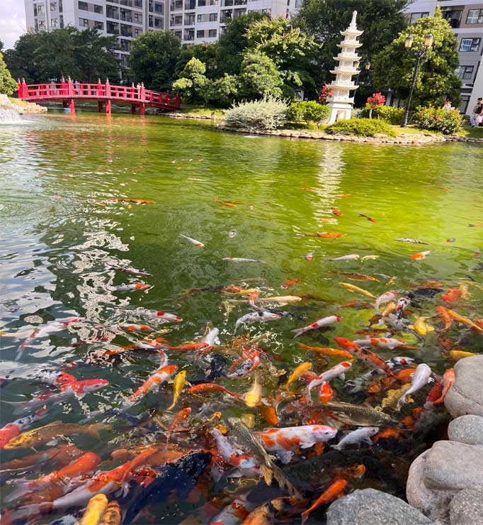 Hồ bơi lãng mạn homestay Vinhome Grand Park
